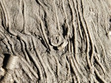 wOw BIG!! 430 Million Year Old! CRINOID Fossil or Sea LILY Fossil Morocco 1801gr