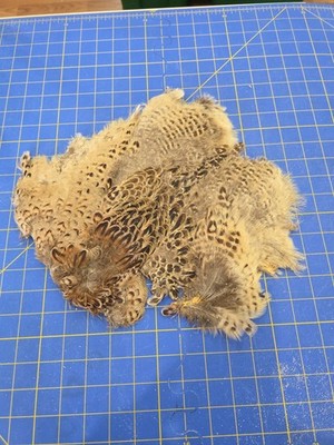 BL31 Ringneck Hen Feathers Body Pelt Skin 