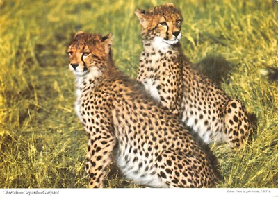 GROSSE UND KLEINE KATZEN POSTKARTEN GEPARD KONTINENTALE GRÖSSE GUT PLUS