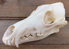 Coyote Skull Authentic Montana Coyote Skull