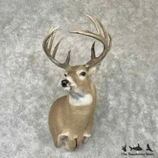 #30357 EL | Whitetail Deer Shoulder Taxidermy Head Mount For Sale