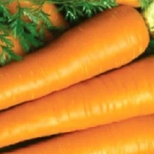 Imperator Carrot Seeds | Heirloom Carrot Seeds | Fresh NON-GMO Garden Seeds