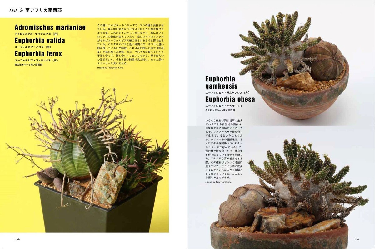 Bizarre Plant Habitat Style Succulent Cacti Potted Layout Bizarre Plant Habitat Style Succulent Cacti Potted Layout