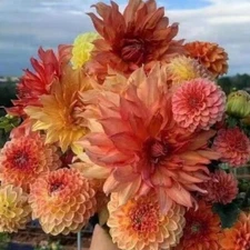 20 SEEDS for Orange Yellow Red DAHLIA rare flower exotic garden plant USA Seller