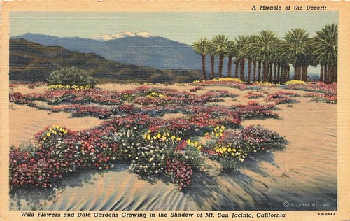 Wild Flowers Date Gardens Desert Shadow Mt San Jacinto 1950 Linen CA VTG P87