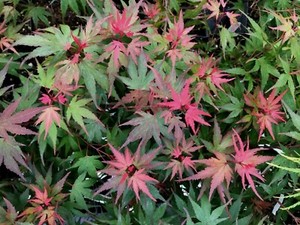 acer198797 | eBay Stores