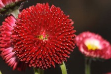 20 graines PAQUERETTE POMPONETTE ROUGE (Bellis Perrenis)X103 LAWN DAISY SEEDS