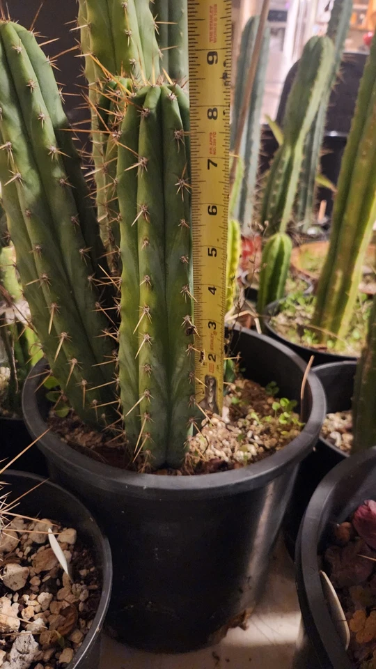 Echinopsis Cactus (TPQC X Ecuador) Corte de cactus vivos 8 pulgadas Corte de punta ornamental Foto 2 de 4