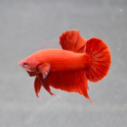 Live Batta Fish - 'HMPK Full Super Red' (Male) from Thailand - Picture 1 of 6