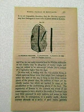 K137) Portion of the Leaf of Zostera Marina Common Eelgrass 1857 Engraving
