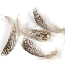 Duck Plumage Feathers ~ Body-Wing ~ Barred Fl...