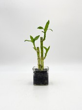 Lucky Bamboo Plant, Dracaena Sanderiana, Indoor Houseplant in 8cm glass vase