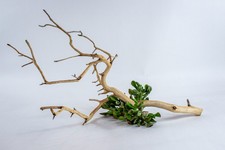 Manzanita Aquarium Driftwood for Aquarium Aquascaping, Reptiles, Home Decor 24"