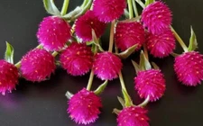 120 Gomphrena Carmine seeds
