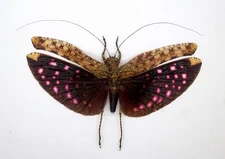 HOPPER -KATYDID - - Tapah Hills -  Scambophyllum - Cameron Highlands, Malaysia