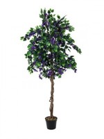 Europalms Bougainvillea, Lavendel, 180Cm