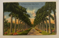 Vintage Linen Postcard ~ Avenue of Royal Palms ~ Miami, Florida FL