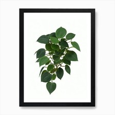 Watermelon Peperomia (Peperomia Arg Framed Wall Art Poster Canvas Print Picture