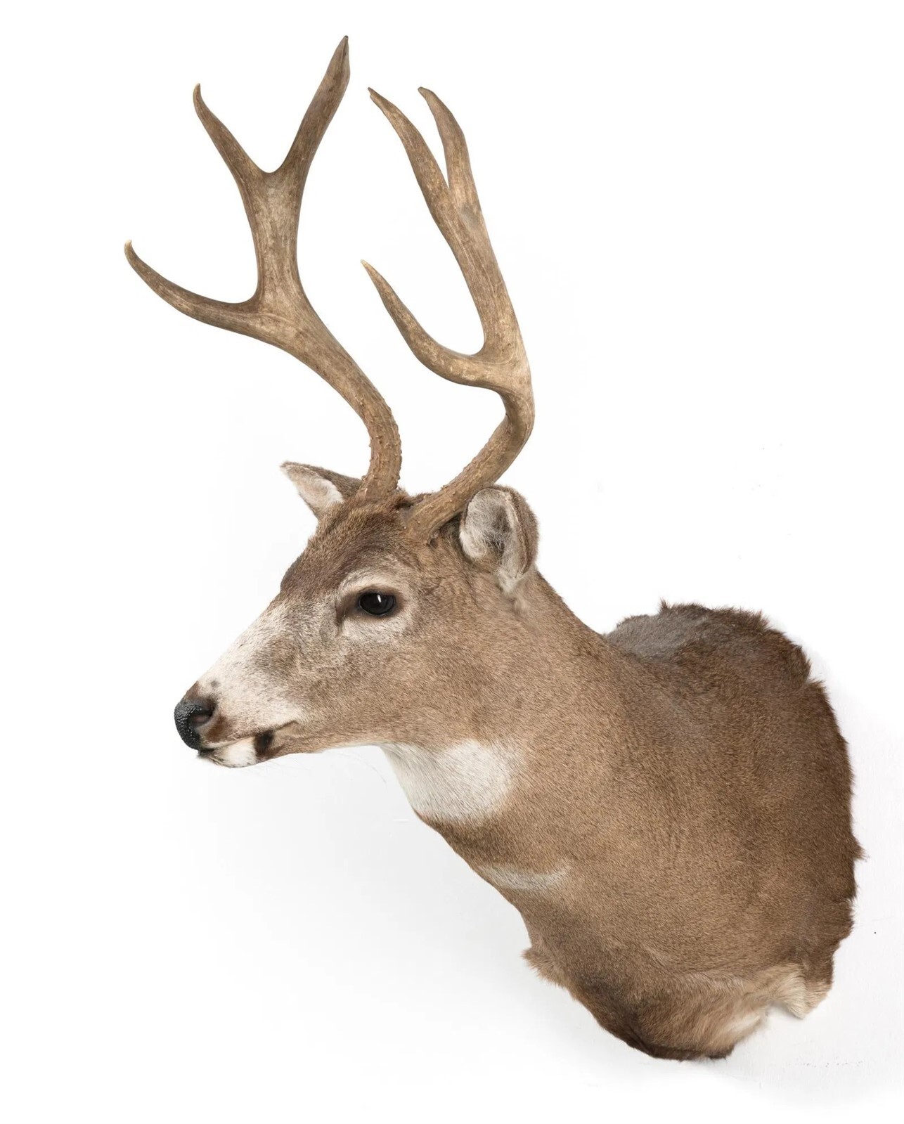WHITETAIL DEER BUCK 6 Point Shoulder Head Mount Taxidermy Huge 40" Tall TROPHY