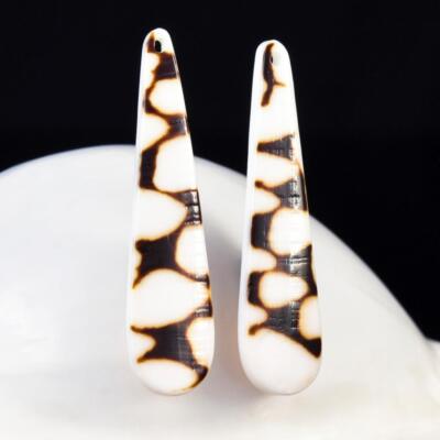 Natural Conus Sea Snail Shell Drop Earring Pair Cabochons Handmade 3.44 g