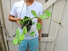 Hoya Obovata  with peduncles -T