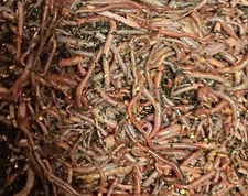 2 Pounds of Gardening & Composting Red Worms. PRICED TO SELL!