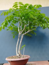 Bonsai di Glicine  70x1cm In Vaso Pianta Sottile Da Interno Esterno  Yamadori 🌲