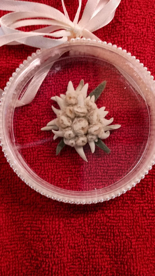 Flor Seca REAL Adorno Flor Edelweiss Redondo en Plástico Borde de Cuentas Redondas Foto 2 de 4