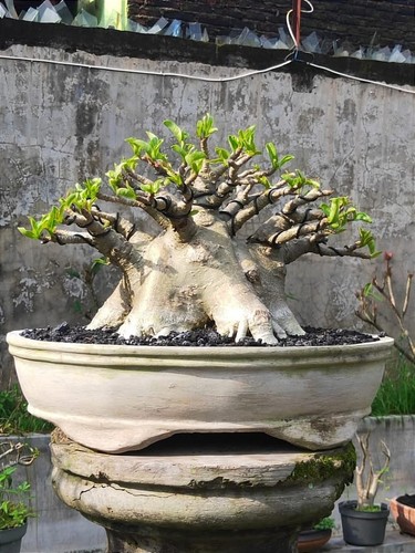 Adenium Bonsai Arabicum Godji bester Charakter Obesum Bonsai