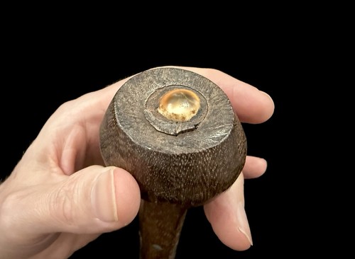 ÚNICO BASTÓN ANTIGUO ISLAS SALOMÓN con MANGO INCRUSTADO DE CARCASA Y OPÉRCULO 41" - Imagen 10 de 16