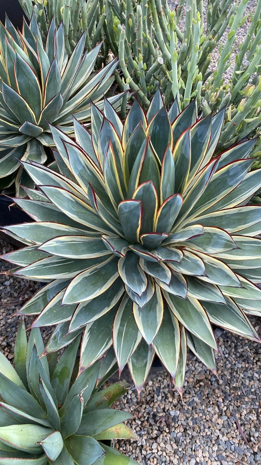 Agave 'Snow Glow' Variegated 🌹Large 15cm nice Succulent plant
Opens in a new window or tab