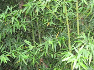 live bamboo plants