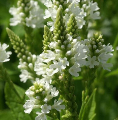 6x Verbena hastata 'White Spires' XXL Jumbo Plug Plants Flower - 24HR ...