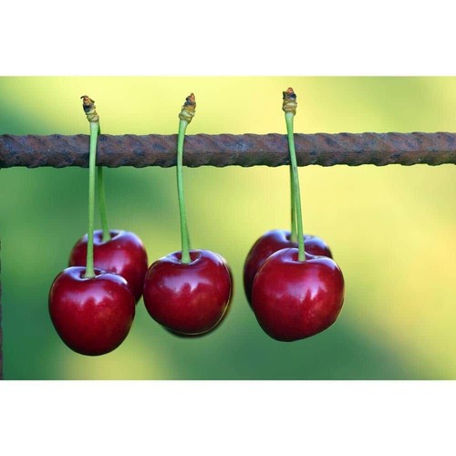 3 ft. Lapins Cherry Semi-Dwarf Tree – Self-Pollinating, High Yield - Picture 4 of 8