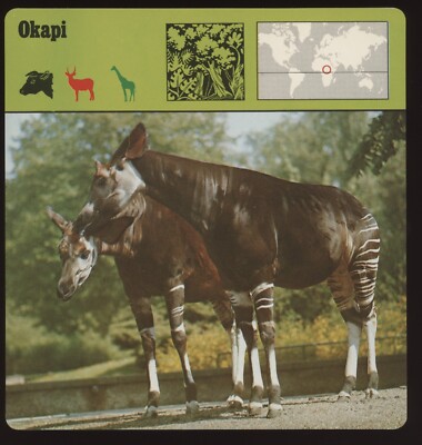 Okapi  Safari Cards Rencontre Mammals