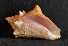 Large Vintage Horned Conch Shell Seashell Beach Home Decor 8” Gorgeous