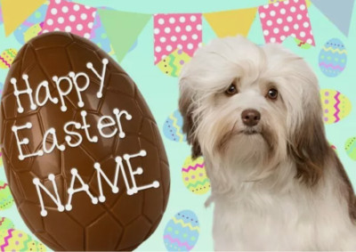 Personalisierte Grußkarte Havaneser Hund Frohe Ostern A5 Schokoladenei EE98