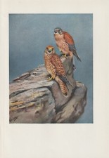 Rötelfalke (Falco Naumanni) Stampa Artistica Di 1956 G. E. Lodge Uccelli Rapaci