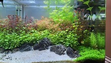 Scapers Tank 55 Aquarium mit Zubehör