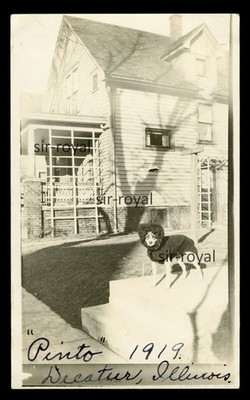 Decatur 1919 - Hund Pinto trägt Kleidung - Illinois USA 1910er - Foto 7x12cm