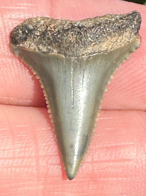 GREAT WHITE SHARK TOOTH FOSSIL St. John's River Duval County JAX Florida 1 1/16''