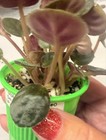 African Violet~Diplotricha Punter #0! Standard! 3 plants in pot!~Starter — photo 3