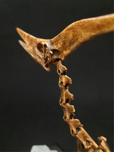 1/10 Modelo Esqueleto Pterosaurio Dinosaurio Animal Decoración Juguetes de Coleccionista - Imagen 7 de 10