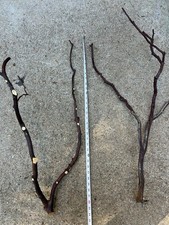 Manzanita Bird Perches Set of 2 Multi-branch- Deal of the day 