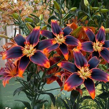 5 Lilium Forever Susan Summer Flower Garden Perennia Lily Flower Bulbs