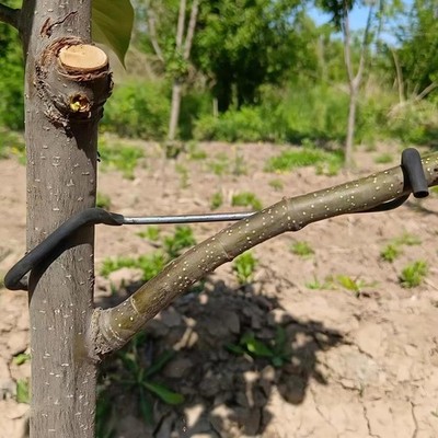 ''Fruit Tree Limb Spreader 20pcs 7'''' Branch Puller Plastic Hose Wrapped Wire''