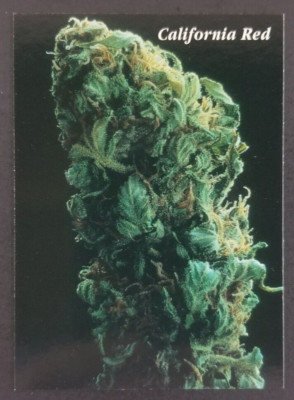 California Red 1996 Erb Bud Prototype Card #3 (NM)