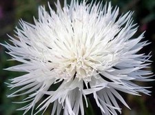 Bachelor Button, Tall White Seeds, 50 seeds, Beautiful Bright Blooms,