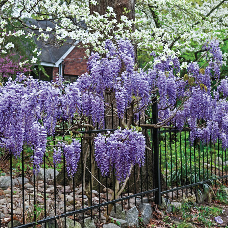 Wisteria Sinensis 'Purple Chinese Wisteria' 10" Pot - Hello Hello Plants