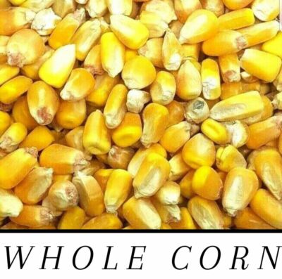 Whole Raw/Re-CLEANED Corn Animal Feed or Arts & Crafts Choose Size RESEALABLE